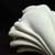 Rugosa Shell